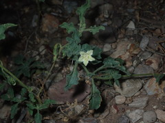 Chamaesaracha sordida