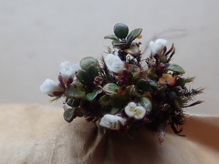 Cardamine bellidifolia