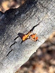 Amphilogia gyrosa