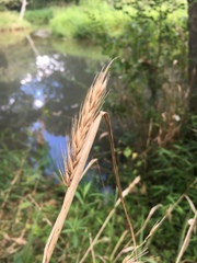 Elymus virginicus virginicus