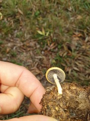 Panaeolus papilionaceus