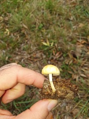 Panaeolus papilionaceus