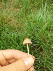 Panaeolus papilionaceus
