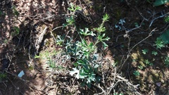 Kedrostis nana