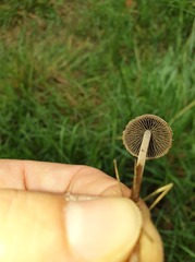 Panaeolus papilionaceus