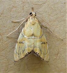 Glaucocharis auriscriptella