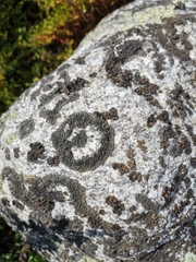 Lecanoromycetes