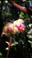 Kalanchoe porphyrocalyx