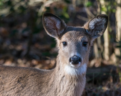 Odocoileus virginianus