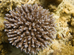 Acropora squarrosa