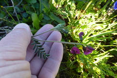 Lessertia excisa