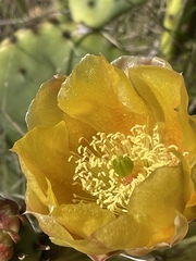 Opuntia × demissa