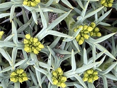 Azorella