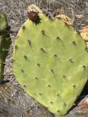 Opuntia × demissa