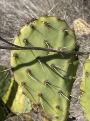 Opuntia × demissa