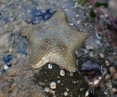 Asterina gibbosa
