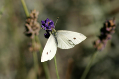 Pieris rapae