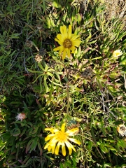Grindelia hirsutula