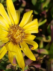 Grindelia hirsutula
