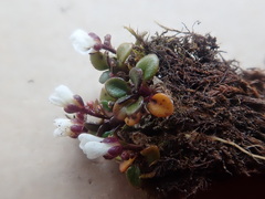 Cardamine bellidifolia