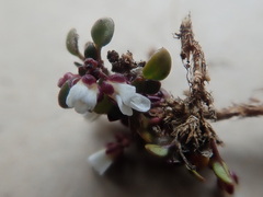 Cardamine bellidifolia
