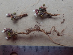 Cardamine bellidifolia