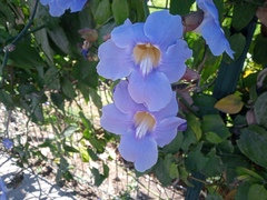 Thunbergia grandiflora