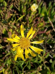 Grindelia hirsutula
