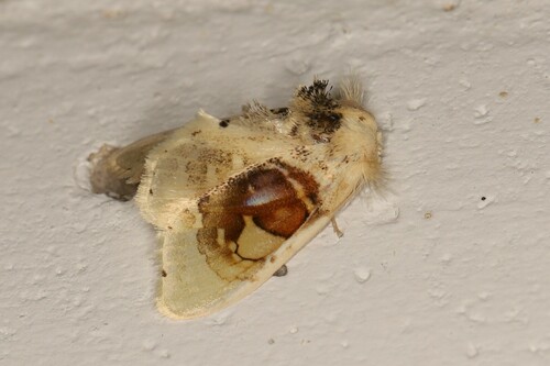 Arrhenophanes perspicilla