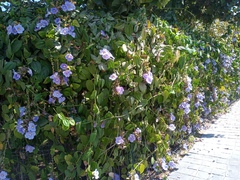 Thunbergia grandiflora