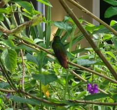 Chalybura urochrysia