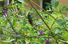 Chalybura urochrysia