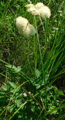 Filipendula stepposa