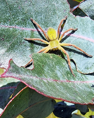 Neosparassus patellatus