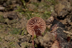 Tubaria conspersa