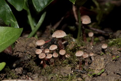 Tubaria conspersa