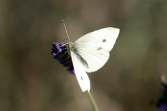 Pieris rapae