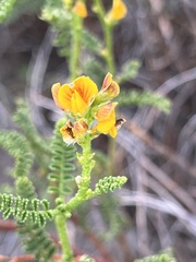 Adesmia boronioides