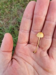 Mycena olivaceomarginata