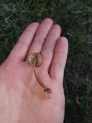 Mycena olivaceomarginata