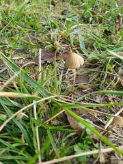 Mycena olivaceomarginata