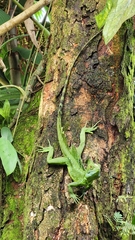 Basiliscus plumifrons