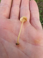 Mycena olivaceomarginata