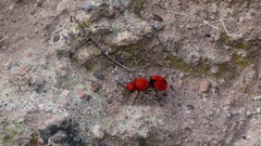 Dasymutilla erythrina