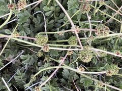 Sanguisorbinae