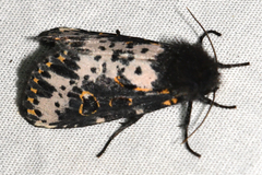 Xanthopastis timais