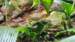 Basiliscus plumifrons