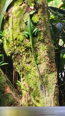 Basiliscus plumifrons