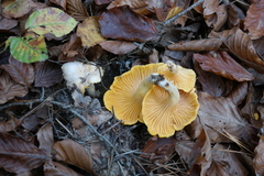 Cantharellus pallens