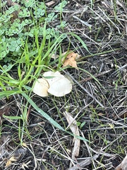 Leratiomyces percevalii